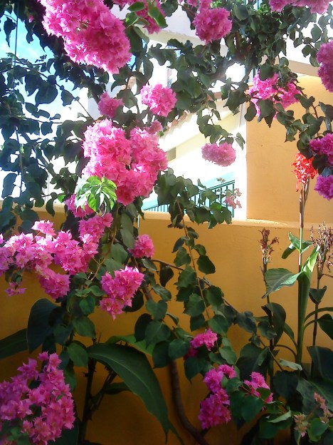 Buganvilla