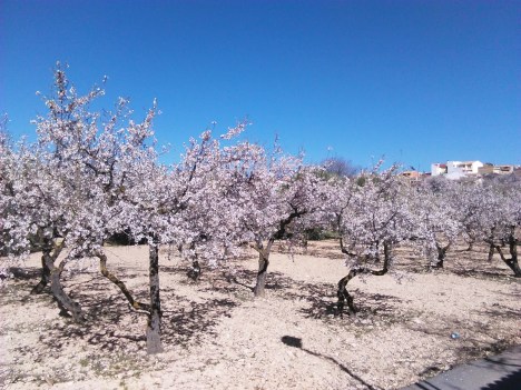 Almendros