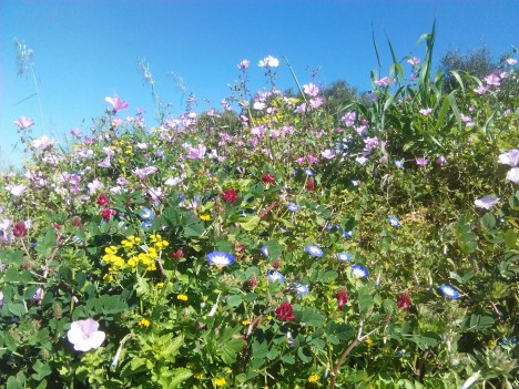 Profusión de flores